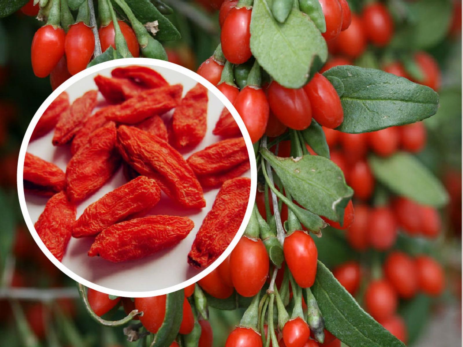 BENEFICIOS DO GOJI BERRY